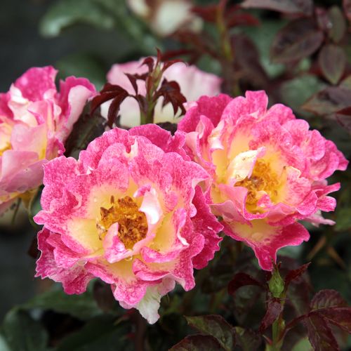 Gärtnerei - Rosa Alfred Manessier™ - gelb - rot - grandiflora rosen  - stark duftend - Dominique Massad - Ihre fröhliche Blütenfarbe und buschige Erscheinung macht sie hervorragend geeignet für Gestaltung von frischen Farbflecken.